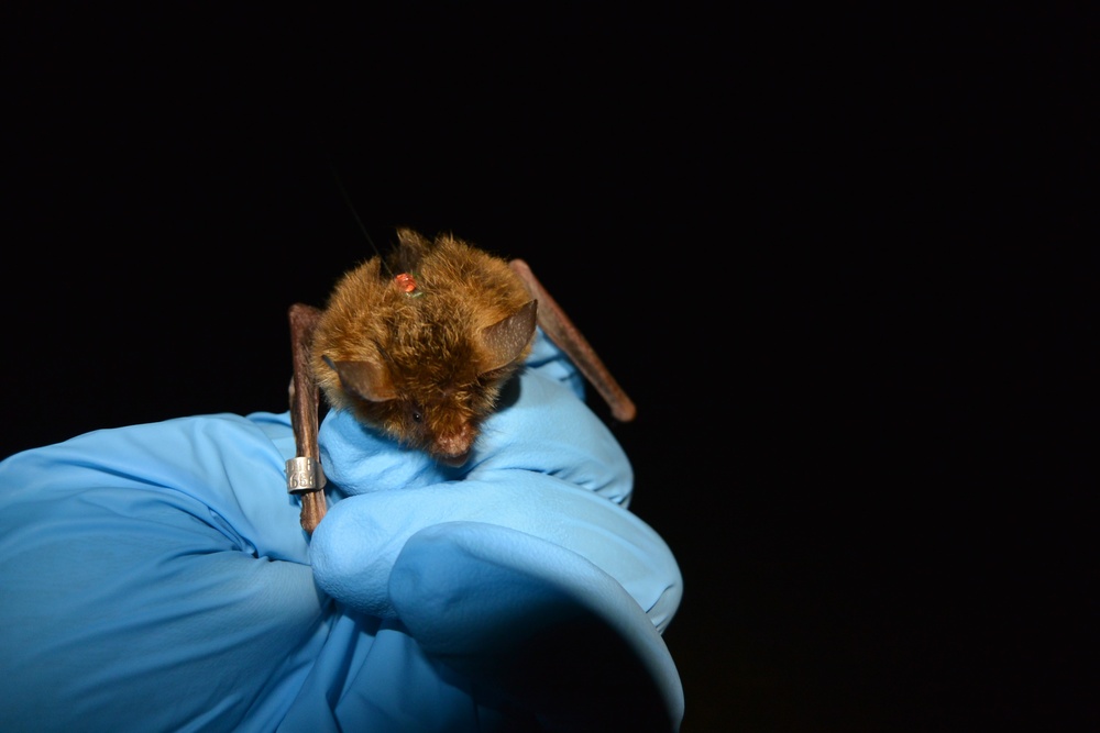 Northern Long-Eared Bat Population Plummets 90% Due to Fungal Disease